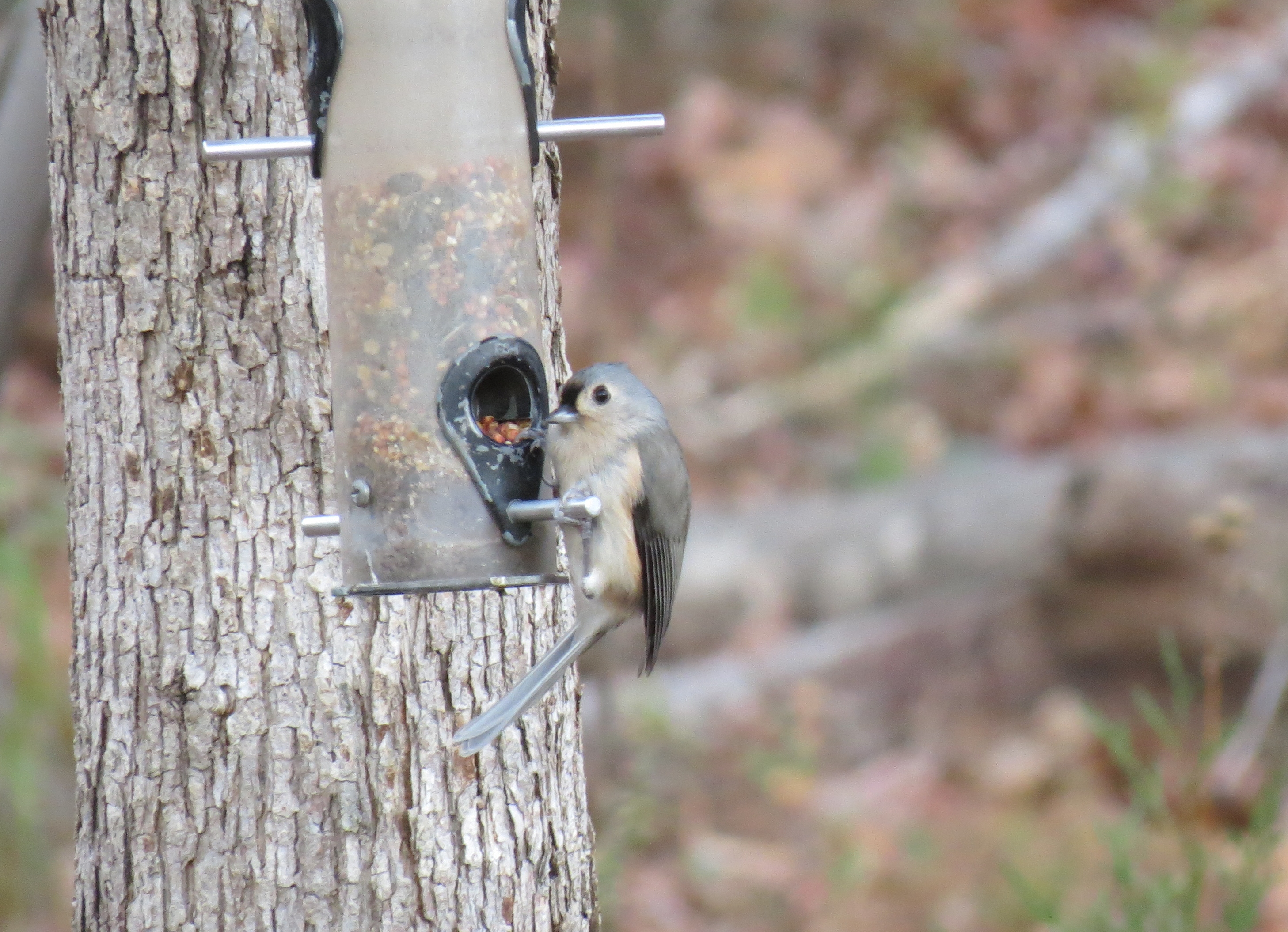 winter bird feeding – to feed or not to feed? | Wood and Field