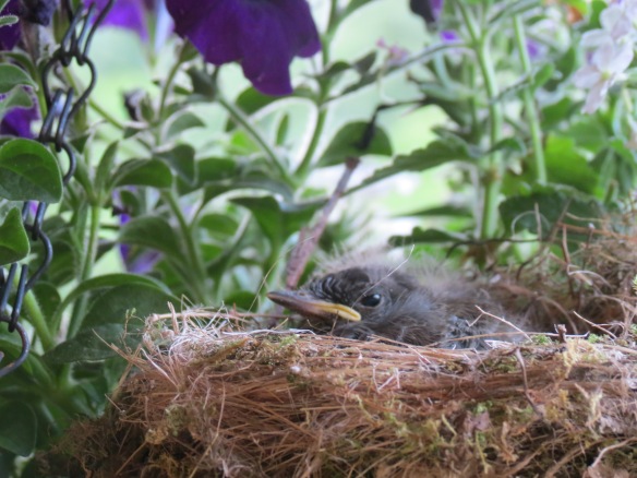 Baby phoebe in nest